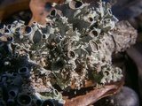 Parmotrema reticulatum image