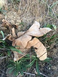 Calvatia pachyderma image