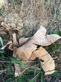 Calvatia pachyderma image