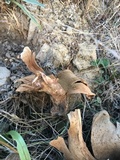 Calvatia pachyderma image