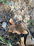 Calvatia pachyderma image