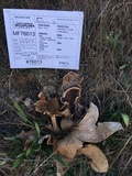 Calvatia pachyderma image