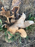 Calvatia pachyderma image