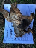 Calvatia pachyderma image