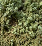 Cladonia didyma image