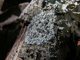Physcia pumilior image