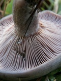 Lactarius paradoxus image