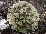 Physconia enteroxantha image