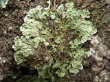 Physconia enteroxantha image