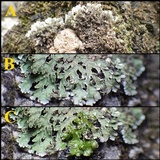 Physconia enteroxantha image