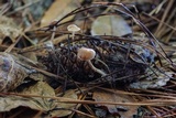 Baeospora myosura image
