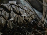 Baeospora myosura image