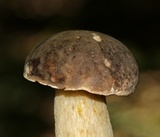 Retiboletus griseus image