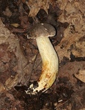 Retiboletus griseus image