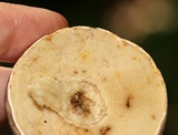 Retiboletus griseus image