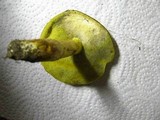 Boletus subglabripes image