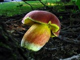 Boletochaete bicolor image