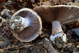 Cortinarius alboviolaceus image