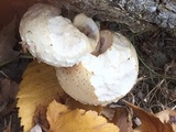 Hemipholiota populnea image