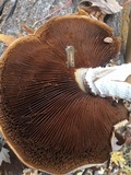 Hemipholiota populnea image