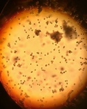 Calvatia pachyderma image