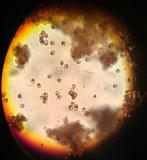 Calvatia pachyderma image