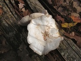 Neolentinus lepideus image