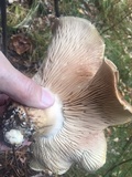 Tricholoma imbricatum image
