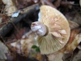Lactarius fumosus image