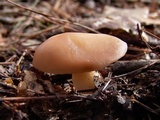 Rhodocollybia butyracea image
