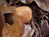 Rhodocollybia butyracea image
