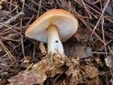 Rhodocollybia butyracea image