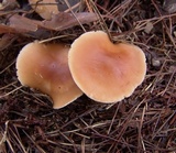 Rhodocollybia butyracea image