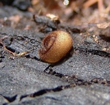 Humaria hemisphaerica image
