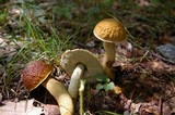 Leccinum rugosiceps image