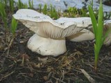 Hygrophorus subalpinus image