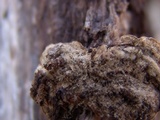 Bjerkandera adusta image