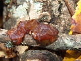 Exidia recisa image