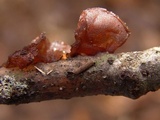 Exidia recisa image