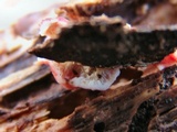 Phlebia incarnata image
