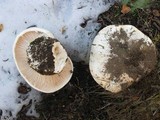 Hygrophorus subalpinus image