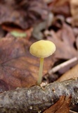 Mycena crocea image