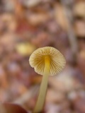 Mycena crocea image