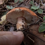 Cystodermella cinnabarina image