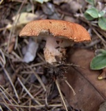 Cystodermella cinnabarina image