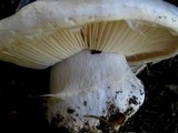 Hygrophorus subalpinus image