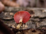 Sarcoscypha occidentalis image