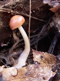 Rhodocollybia butyracea image