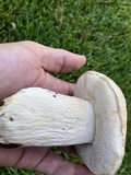 Tylopilus rhoadsiae image