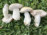 Tylopilus rhoadsiae image
